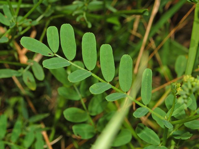 Securigera varia / Cornetta ginestrina